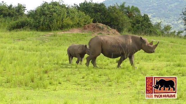 Prezident Petr Pavel pomohl ve Rwandě dvorským nosorožcům